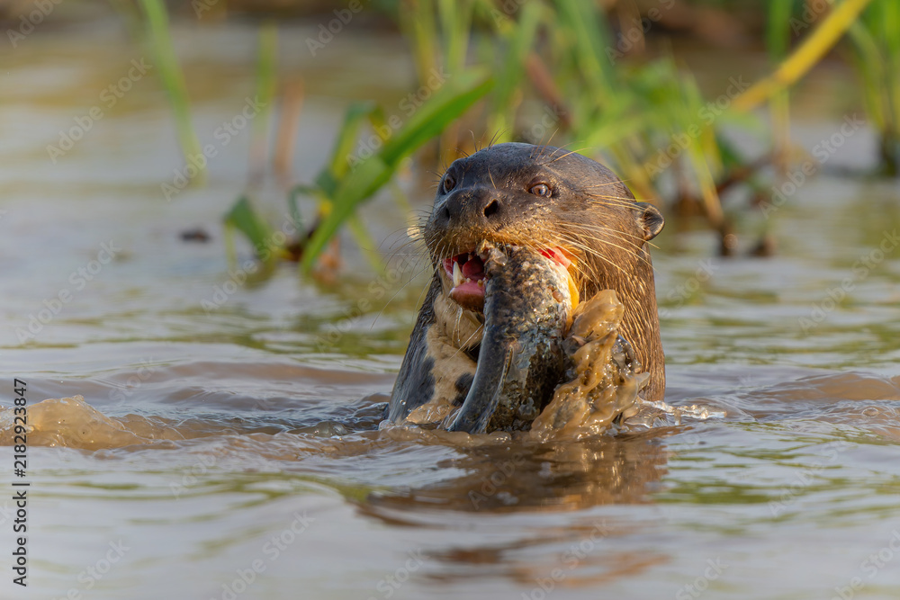 Obraz premium Giant River Otter, Pteronura brasiliensis, hunting and eating fish, Matto Grosso, Pantanal, Brazil, South America