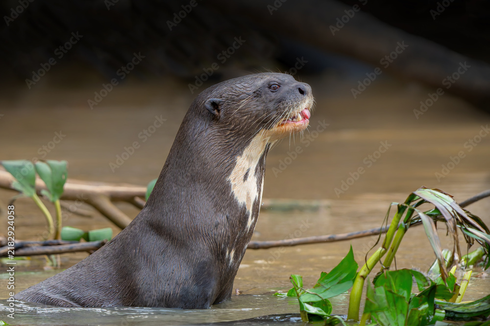 Fototapeta premium Giant River Otter, Pteronura brasiliensis, hunting and eating fish, Matto Grosso, Pantanal, Brazil, South America