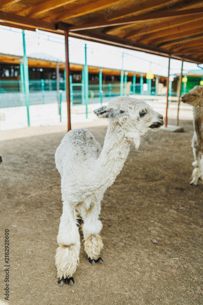 Fototapeta premium Llama standing inside a barn with dirt floor and wooden beams during daylight hours