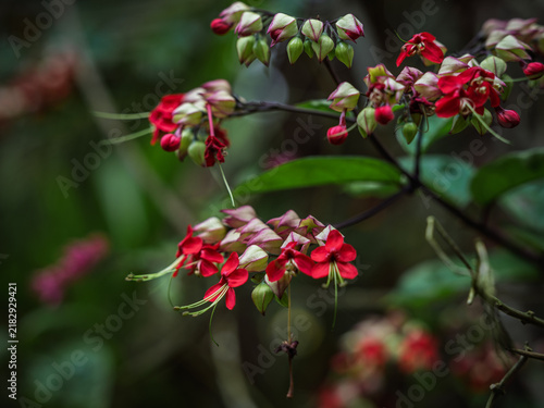 Foto Cluster of deep red flowers emerging from pale calyces of a Bleeding Heart Vine