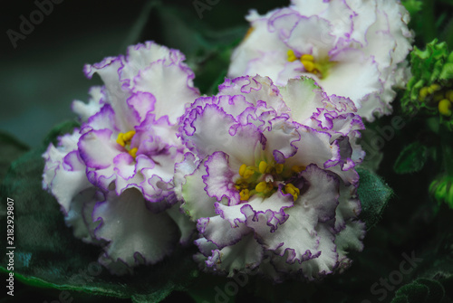 Foto Detailed macro of ornamental violets with intricate frilled texture