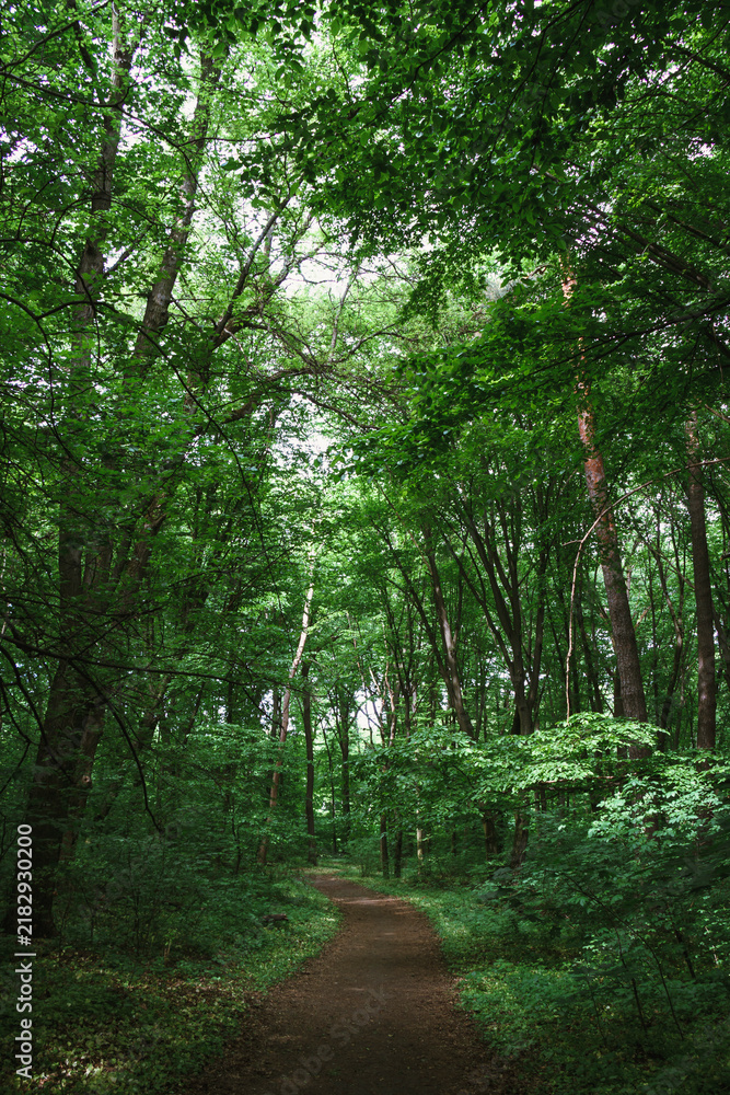 Fototapeta premium Bright summer sun shining through green tree canopy along quiet dirt forest trail