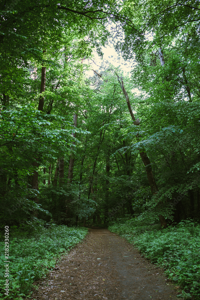 Fototapeta premium Serene forest walkway surrounded by thick leafy vegetation 