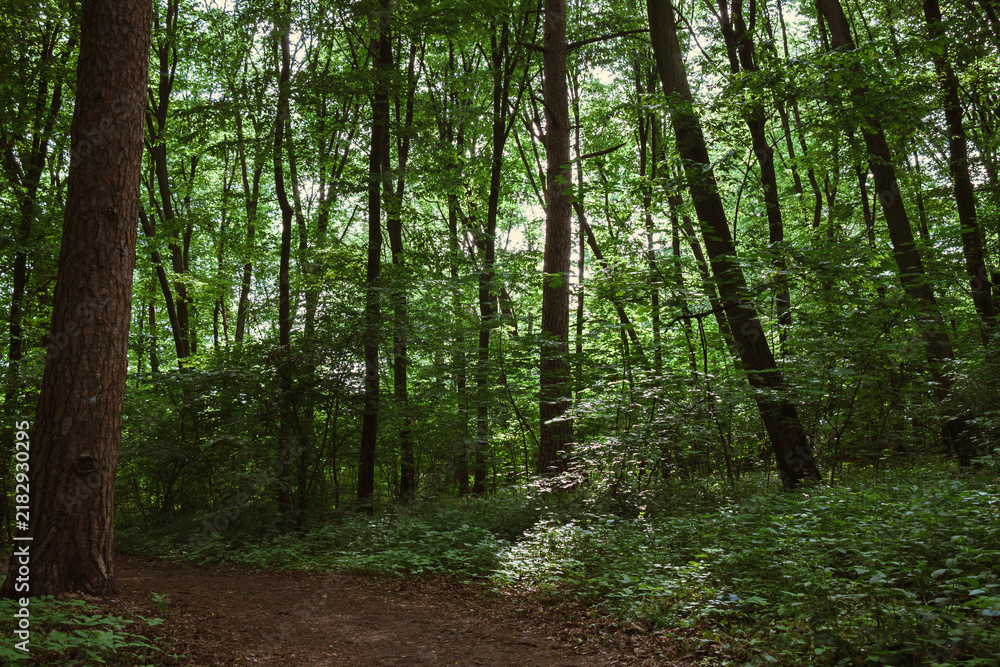 Obraz premium Natural clearing reveals layers of tree trunks and dense undergrowth 
