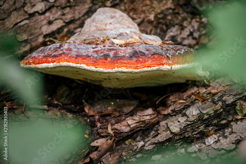 Canvas Print Red belted conk fungus displaying orange band and white pore surface