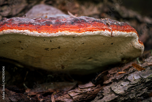 Fotografie Bright orange margin and white porous underside of red belted conk bracket fungu