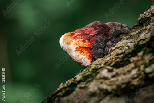 Fotografía Perennial polypore fomitopsis pinicola mushroom growing on rotting timber in woo