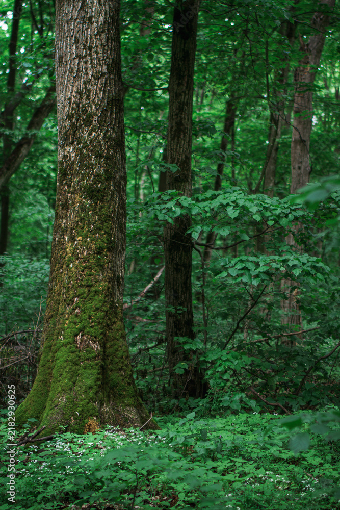 Fototapeta premium Whispers of old growth linger among moss-covered forest giants 
