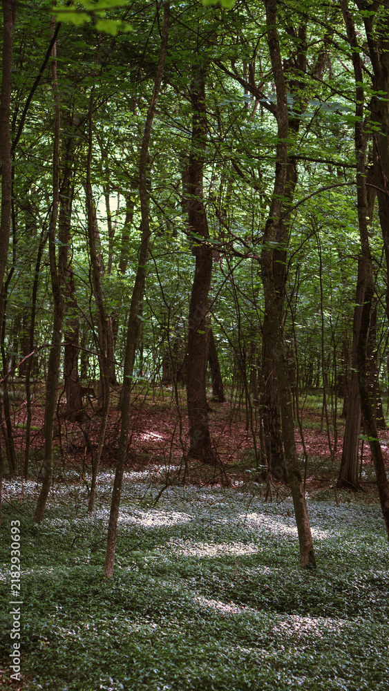 Obraz premium A hidden clearing glows where sunlight breaks through the ancient canopy