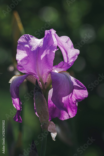 Fotografie Ornamental iris rises in full bloom with layered violet petals