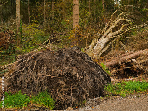 Obraz na plátne Fallen tree with exposed roots lies in forest clearing