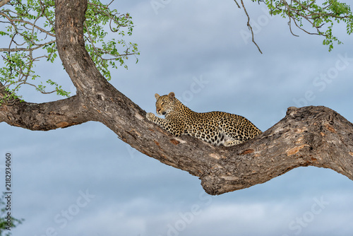 Leopard female resting in a tree in the late afternoon in Sabi Sands Game Reserve in the Greater Kruger Region in South Africa