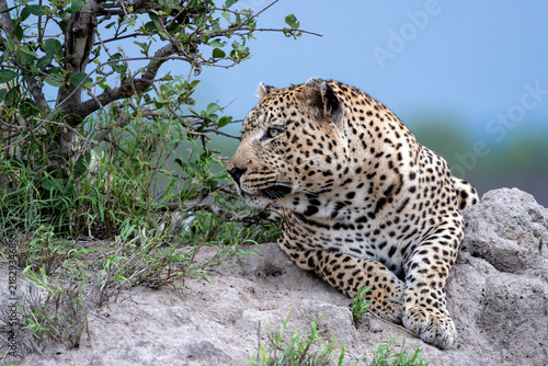 Leopard male hanging around in Sabi Sands Game Reserve in the Greater Kruger Region in South Africa