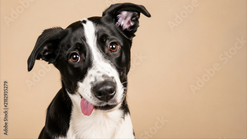 Black and white dog tilting its head