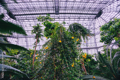 Tropical indoor garden with yellow flowering among lush greenery