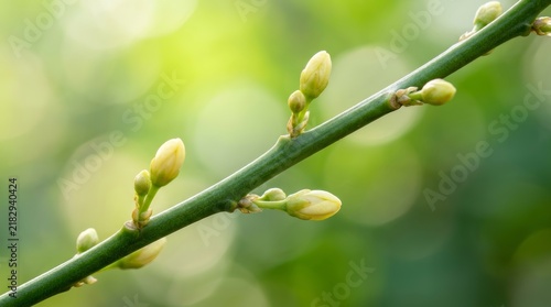 Tightly closed spring buds on a green branch with new foliage.
