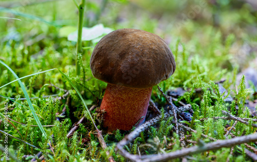 Scarletina bolete mushroom growing in green mossy forest