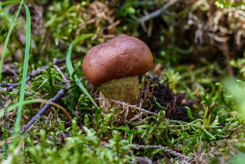 Brown birch bolete mushroom growing in green forest moss