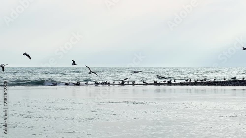 Seagulls flying against the bright sky. Flock of birds flies in strong winds over the sea surface