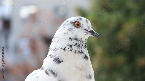 White speckled feral pigeon profile portrait with copy space. A telephoto macro portrait capturing a white feral pigeon with dark grey speckled plumage and a vivid orange eye