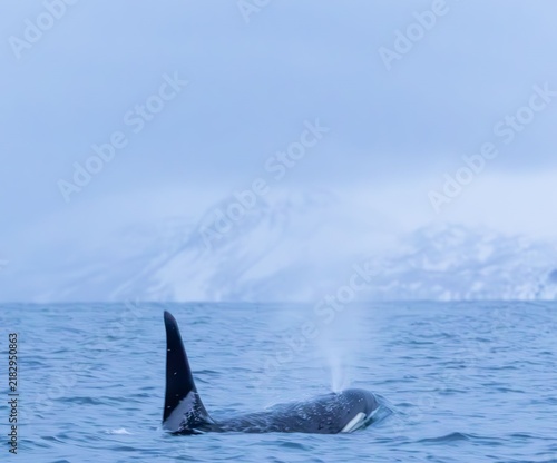 Fotografía Blue whale surfacing in the ocean and releasing a powerful spout of air through its blowhole, viewed from above