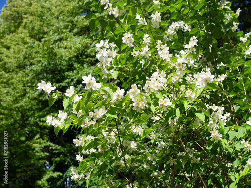 Mock orange shrub, Philadelphus species, also known as jasmike, in full bloom with fragrant white flowers