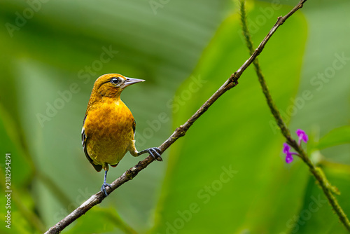 Fotografía Female baltimore oriole perched on a diagonal branch, wild Icterus galbula bird portrait in the tropical rainforest of Costa Rica