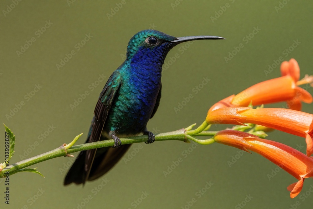 Obraz premium Colorful Talamanca hummingbird perches on green stem with orange flowers. Small blue, green bird sits near bright blossoms in tropical rainforest. Rare Eugenes spectabilis species shows beautiful