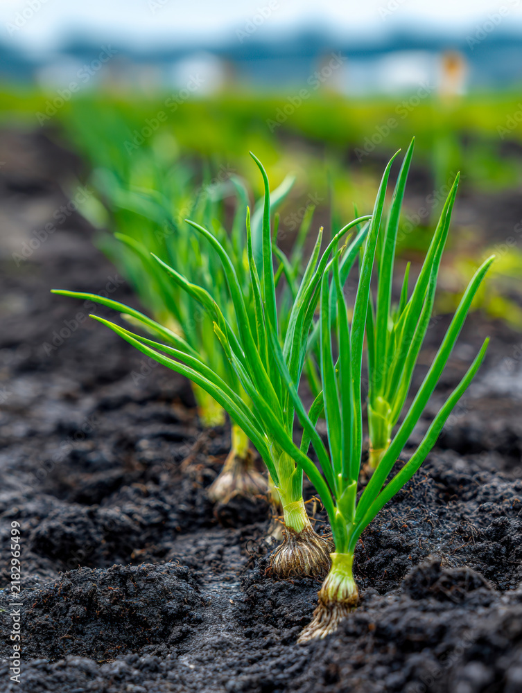 Obraz premium Rows of vibrant green onion plants growing in rich dark soil with a blurred natural background under soft daylight in an agricultural garden setting