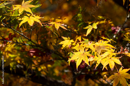 Golden Yellow Maple Leaves in Autumn Sunlight