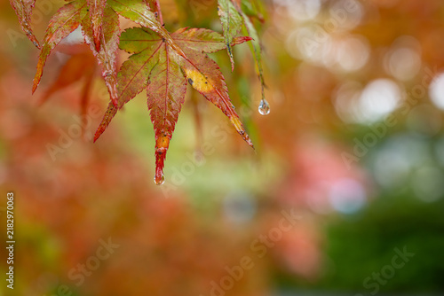 Autumn Maple Leaves with Water Droplets and Warm Bokeh