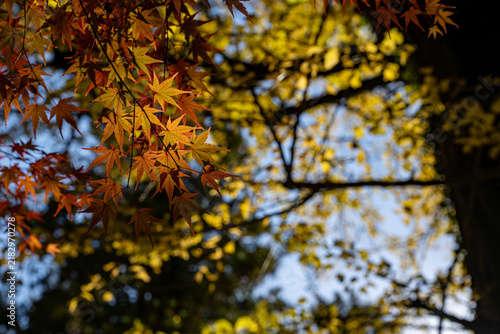 Orange Maple Leaves with Golden Autumn Background