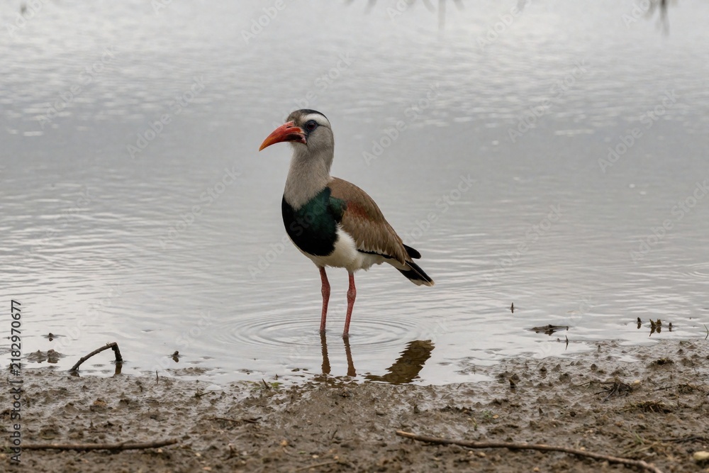 Fototapeta premium A lone bird with red beak stands in shallow water near muddy bank. The wild creature has grey head white chest green patch on neck brown wings and long red legs.
