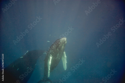Cuadro en lienzo Young humpback whale leaves its mother to go to the surface for a breath ion the