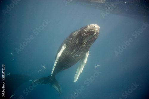 Fotografía Young humpback whale leaves its mother to go to the surface for a breath ion the
