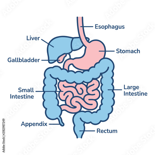 Foto Human Digestive System Anatomy Diagram with Labeled Stomach Intestines Liver and