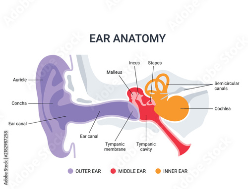Naklejka Human Ear Anatomy Diagram Showing Outer Middle and Inner Ear Structures with Labeled Components