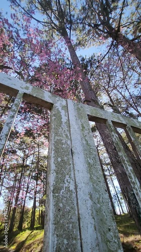 Cinematic low-angle shot of vibrant pink cherry blossom trees and tall pine trees blooming behind old vintage gate at Dinh 2, Da Lat, Vietnam in morning sunlight.
