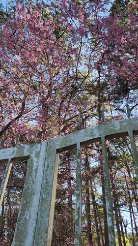 Cinematic low-angle shot of vibrant pink cherry blossom trees and tall pine trees blooming behind old vintage gate at Dinh 2, Da Lat, Vietnam in morning sunlight.