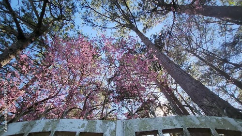 Cinematic low-angle shot of vibrant pink cherry blossom trees and tall pine trees blooming behind old vintage gate at Dinh 2, Da Lat, Vietnam in morning sunlight.