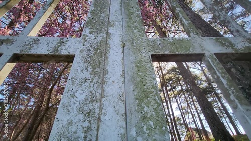 Cinematic low-angle shot of vibrant pink cherry blossom trees and tall pine trees blooming behind old vintage gate at Dinh 2, Da Lat, Vietnam in morning sunlight.
