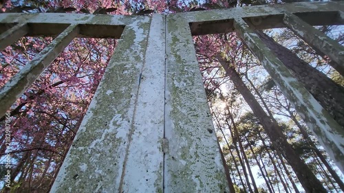 Cinematic low-angle shot of vibrant pink cherry blossom trees and tall pine trees blooming behind old vintage gate at Dinh 2, Da Lat, Vietnam in morning sunlight.