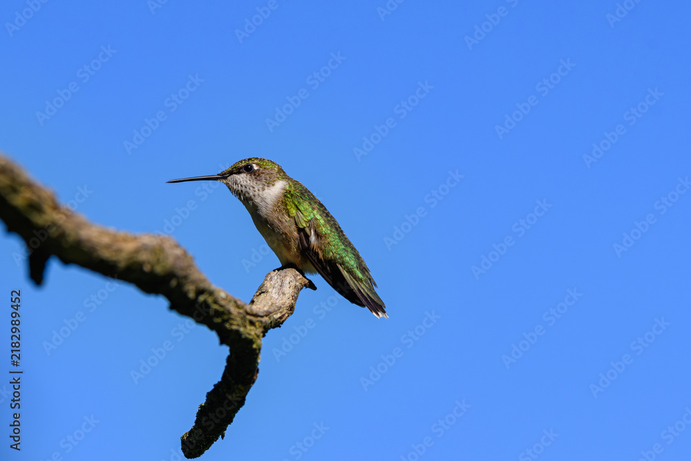 Obraz premium Female Ruby-throated Hummingbird perched on a dead snag protecting its territory. It generally spends the winter in Central America and migrates to Eastern North America for the summer to breed.