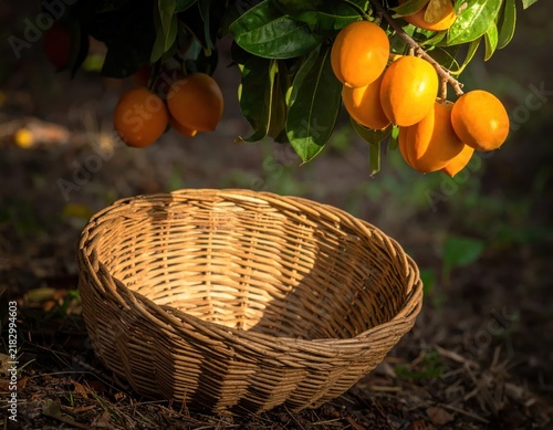 Ripe loquats hanging above a rustic harvest basket.