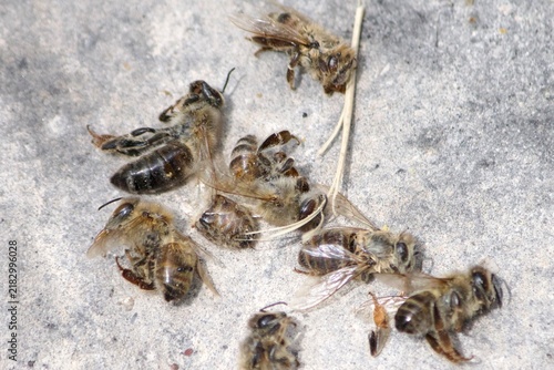 фотографія Group of Dead Honeybees on Gray Background