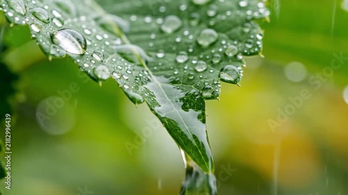 Raindrops falling on a green leaf in a garden macro close up shot
