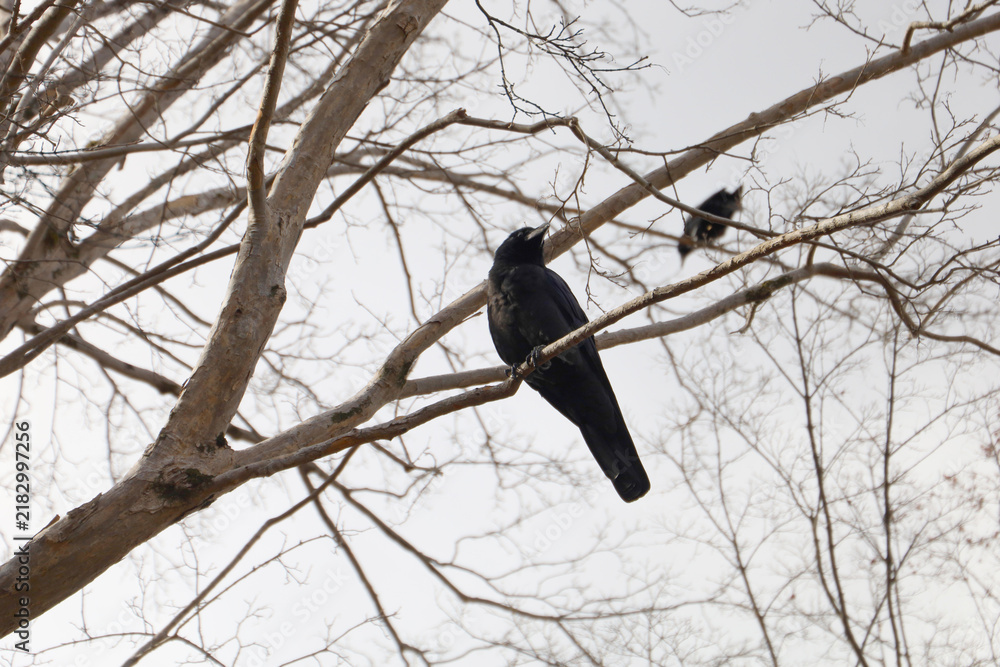 Obraz premium Black crow perched on a bare tree branch.