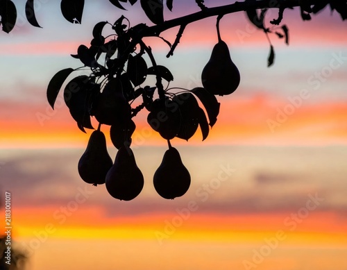 Silhouette of pear branch against colorful sunset sky.