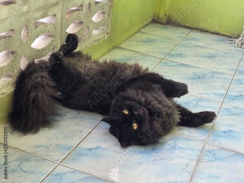 Photography Lazy Black Cat Lounging: A fluffy black cat with striking yellow eyes lounges on its back on a tiled floor, appearing relaxed and content in its comfortable pose