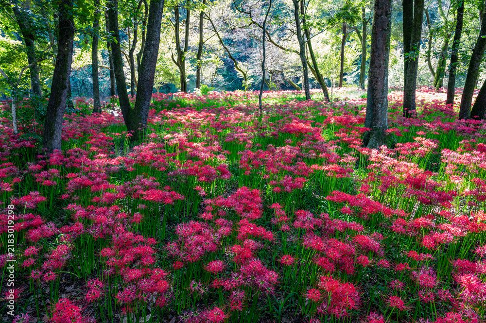 Fototapeta premium 木立の間を埋め尽くすように鮮やかに咲く彼岸花（曼珠沙華）の群生地